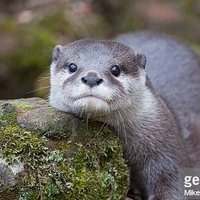 ふっくん (@vyns1l5ggxcp452) 's Twitter Profile