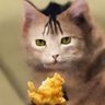 dango233max's profile picture. Baking open AI system
Garnishing open weights

https://t.co/Y5yWy3Hn2K