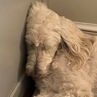 peter sturtevant jr (@sturtevant_jr) 's Twitter Profile