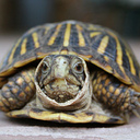 danny.hadley - @pigeonman01 - Twitter