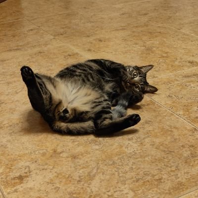 EggYolkDaCat's profile picture. 