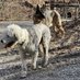 Fred and Mike the Dogs (@fred_dogs) Twitter profile photo Fred and Mike the Dogs (@fred_dogs) Twitter profile photo