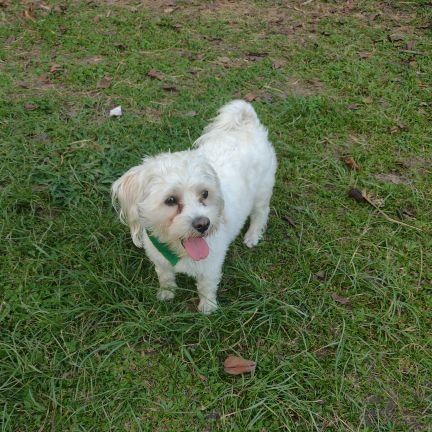 Wivefo's profile picture. Independiente, libre, amor por la patria, antiprogre, apolítico pero si por una Colombia libre.