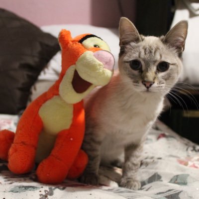 nurafleischball's profile picture. Cerco un centro di gravità permanente. Che non mi faccia mai cambiare idea sulle cose, sulla gente