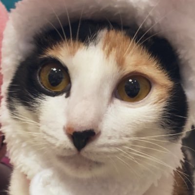 lreneさんのプロフィール画像