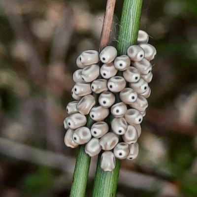Animal sound analysis project to enhance the natural restoration to lowland forest of a depleted quarry by comparing it to an already mature and protected one.