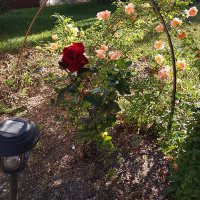 Rebecca (@polarstarrose) 's Twitter Profile