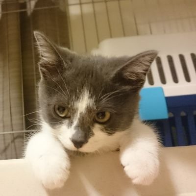 ginji_ai35's profile picture. 5匹の我が家の猫ズの日常をつぶやくなどするアカウント(固定はそのうち更新予定)/2022年1月～FISHTANKer🐟/無言フォロー失礼します🙇どうぞよしなに。