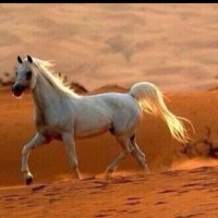 Abdlaah (@abdlaa___) 's Twitter Profile