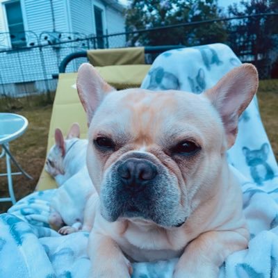 I am a 2-year old French Bulldog. I am super handsome and funny and playful and nice and furocious and (did I mention) handsome! 🐾 💕 🇺🇸