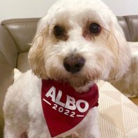 Toto Albanese, Australia’s 1st Dog 🐾🇦🇺(@TotoAlbanese) 's Twitter Profileg