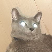 まとめ (@hotcatpress) Twitter profile photo