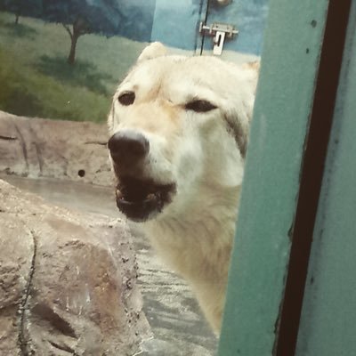 三笘薫刺し。完ソロで激煮えの公園箱行ってクソガキと戯れるクラスタ😆 #侍ファミリー