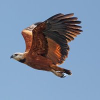 Birds of Belize 🇧🇿 (@birdsofbelize) 's Twitter Profile Photo