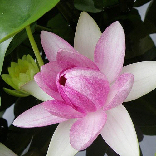 ccl1208's profile picture. 연꽃입니다.
제 블로그 한번 방문해 보세요....^^**
http://t.co/PfIVAwSUEL