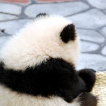 krabandumm's profile picture. 🐻🐬　🦕🧋　🦊　🐻🐢🐝　DEXX💙🌌