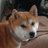 豆柴犬健太のアイコン