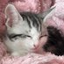 すやすやリオン Peacefully sleeping Leon (@sysyleon) Twitter profile photo すやすやリオン Peacefully sleeping Leon (@sysyleon) Twitter profile photo