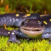 Digital Salamander (@digisalamander) 's Twitter Profile