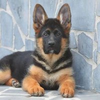 Germanshepherd Heaven USA (@germans28680863) 's Twitter Profile
