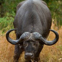 Simone Casseri Simone (@casseri_simone) 's Twitter Profile