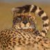 Mabhala (@lungisanintshi2) Twitter profile photo Mabhala (@lungisanintshi2) Twitter profile photo