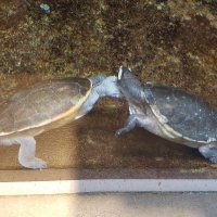 動画あか (@kuromegane09024) 's Twitter Profile