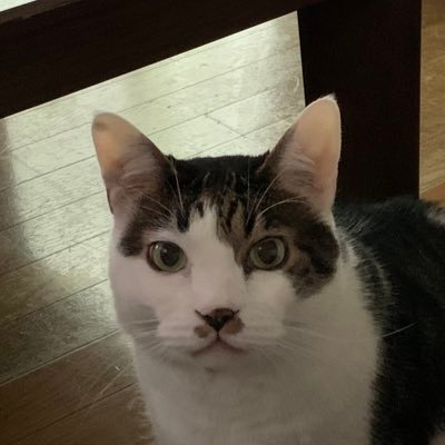 3oWP331wcrybYi6's profile picture. 改憲反対！れいわ、立民は人により自公維参国はバツ。原発、農薬、水民営化、ソーラは反対。種を守ろう！難民はよく調べて欲しい。侵略目的の移民、不法滞在嫌。外国人に土地を売るな！戦争反対、監視社会反対 マイナンバー気持ち悪い。ウクライナは裏があるよね？壺は消えて欲しい。土葬？あり得ん