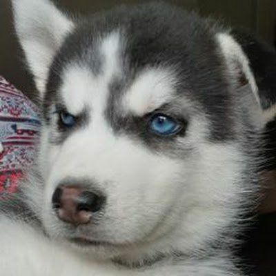 RaulGuz06407278's profile picture. 