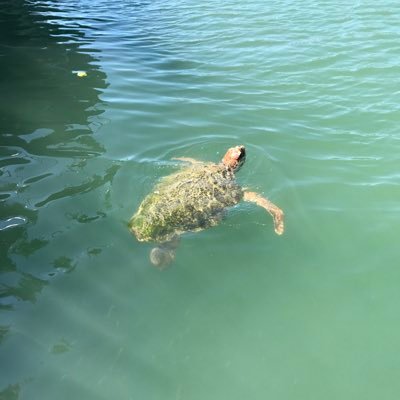 kasirta's profile picture. Spor - Gezgin - finans