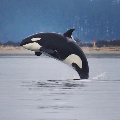Austinek47's profile picture. I love python