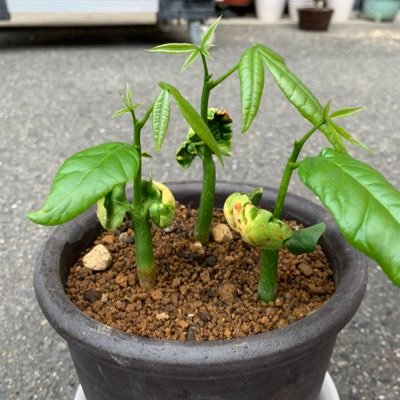 pakiipo's profile picture. 時々田舎の優しい風が恋しくなる都会の事務員 。美味しい料理、スイーツ食べるの大好き🍜🥘🍣🍦🍰🍫色んなところに旅に出て、ご当地料理が食べてみたい。みなさんの情報を参考にさせてください😋