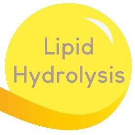 Our goal is to identify and characterize lipid hydrolases to better understand their involvement in metabolic diseases.