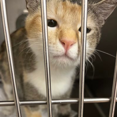 職業:動物のお医者さん。犬も猫も好きです🐶🐱 趣味は車、バイク、釣り、運動。何垢かわからないけども、とりあえず仲良くしてもらえると嬉しいです😆