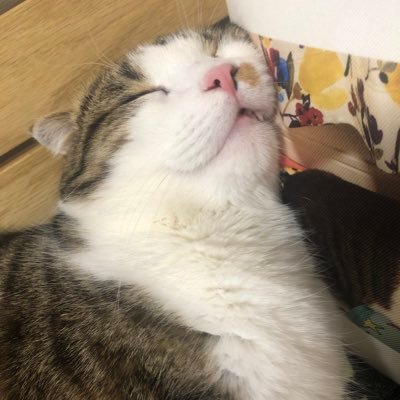 使ってません。さんのプロフィール画像