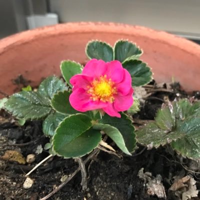 miyagi_03202020's profile picture. 陳情令から中華BL沼に入水のshipper。たまに🇰🇷BL。無言フォロー失礼します。FRBご自由にどうぞ。ブロられても病みません。墨香銅臭作品、2ha、将进酒に重めの愛。ネタバレも有り。中の人達も可愛いが妄想は妄想。雑食。鎮魂と棋魂ラブ。九龍城寨之圍城で🐉🌪️への愛で息がしづらい最近。映画感想有り。成人