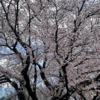 ゆた (@yuta_sari3) 's Twitter Profile