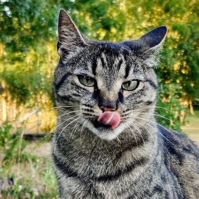 Software engineer and hardware Enthusiast | C++/Qt and Python | Linux KDE | Docker | Open Source | Wikipedia contrib. | Autistic | 🏳️⚧️