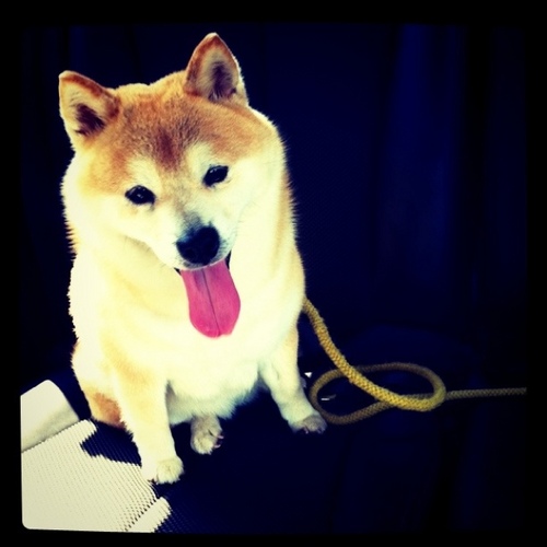 raggamuffio's profile picture. I AM RAGGAMUFFIN

ラガマフィ男です。知ってる人も知らない人もよろしこ。