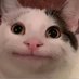 PopCat (@popcatezz) Twitter profile photo PopCat (@popcatezz) Twitter profile photo