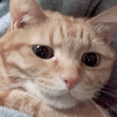 zinbeiy's profile picture. 猫とお金が大好き/投資歴2年/兼業で株やってます/夢は億り人/現物のみ。主に中〜長投資メイン/無言フォロー失礼します。 勝手にいいねします🙏 2023〜記録でツイートします✊🏻