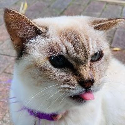 ThidaphornN's profile picture. 