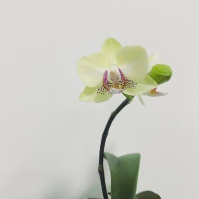 hugatreee's profile picture. Love green, love tree.