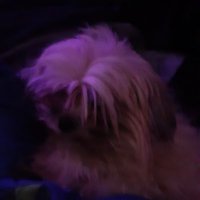 Razzberry danish lover (@wolfboyreign) 's Twitter Profile