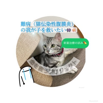 arar21_0911's profile picture. 2021年5月2人と1匹生活スタート。アメリカンショートヘアの男の子と暮らしております🐾22年5月FIP 診断を受けてムティアン内服スタート 治療費のためにクラウドファウンディングを実施中！FIP寛解の様子を発信できたらと思います🐈‍⬛ ⚠️2人で呟きます ＃FIP闘病中 ＃FIP ＃猫伝染性腹膜炎 ＃猫のいる生活