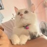 Vas3998's profile picture. にほんじゃない