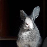 Meeko the bunbun π°πΎπ (@dstu70999094) 's Twitter Profile