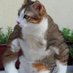 Swole Cat (@swolecat247) Twitter profile photo