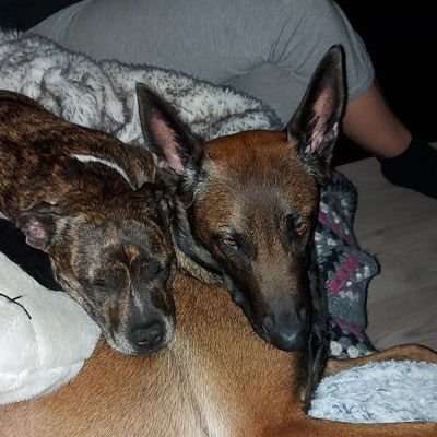 FimbulvinterNow's profile picture. Biped Hominid