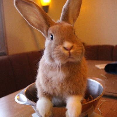 Private Pflegestelle und Notstation für Kleintiere, spezialisiert auf Kaninchen. 🐇
Hier gibts Infos zu Haltung und Pflege sowie Pflegestellen-Berichte.